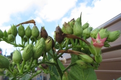 fruit-flower