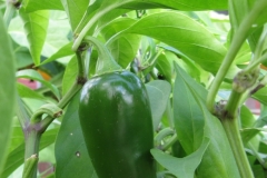 jalapeno