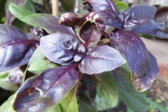 purple-leaf